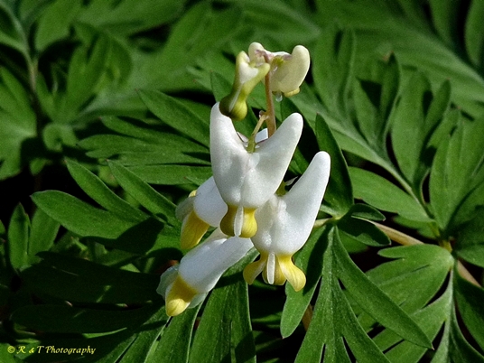 {Dicentra cucullaria}